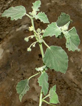 Chrozophora tinctoria